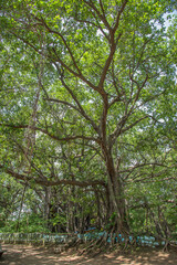 Banyan tree, Big, huge, giant, This is one of the oldest and largest banyan tree in Maharashtra, India. with sprawling branches and exposed roots, Age, maturity, influence, strength concept.