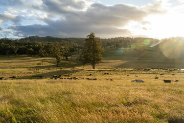 Obraz premium gum tree forest growing cows on Lush Green Pasture. Regenerative Sustainable Australian Agriculture, Scenic Australian Farm Landscape with Eucalyptus Trees on Golden Grasslands farming landscape