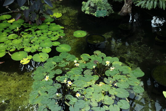 睡蓮の池