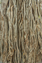  Banyan tree's intricate aerial root system, The hanging roots create a complex and textured pattern