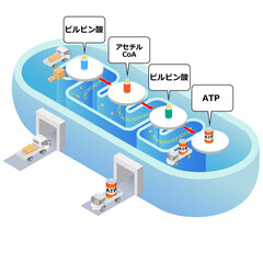 ミトコンドリアのATP生産の仕組み