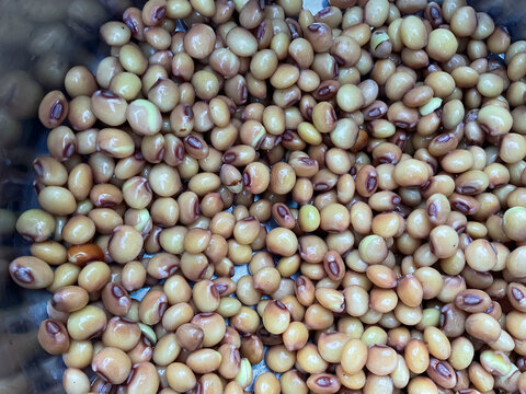 pigeon pea Soaked seeds food 