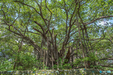Banyan tree, Big, huge, giant, This is one of the oldest and largest banyan tree in Maharashtra,...
