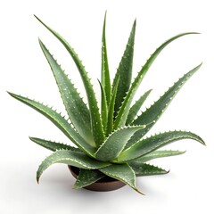 Fototapeta premium Fresh Aloe Vera Plant Isolated on White Background with High Detail Texture