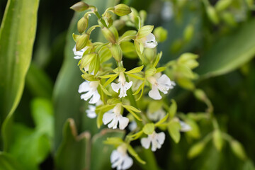 緑を背景に白い花の山野草