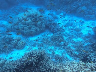 coral reef and diver