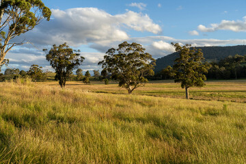 gum tree forest growing cows on Lush Green Pasture. Regenerative Sustainable Australian Agriculture, Scenic Australian Farm Landscape with Eucalyptus Trees on Golden Grasslands farming landscape