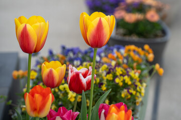春の華やかな花壇