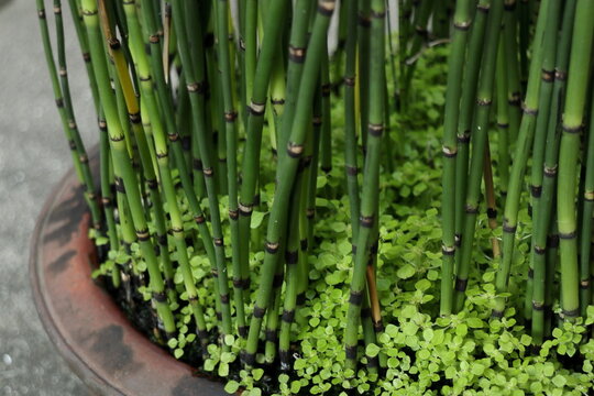 鉢植えのトクサ