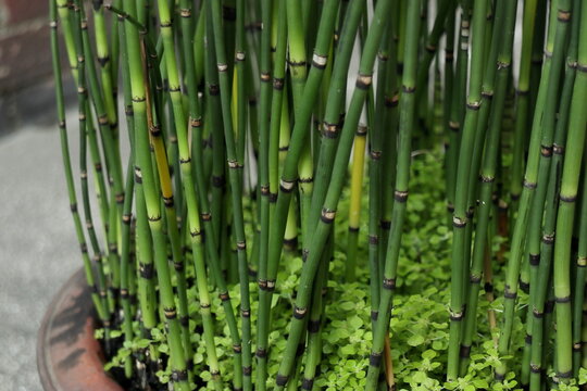 鉢植えのトクサ