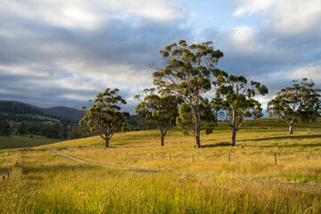 gum tree forest growing cows on Lush Green Pasture. Regenerative Sustainable Australian Agriculture, Scenic Australian Farm Landscape with Eucalyptus Trees on Golden Grasslands farming landscape