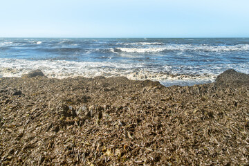 Autumn alluvium of marine eelgrass (Zostera). The litoral zone of coast of the Sea of Japan, Sakhalin