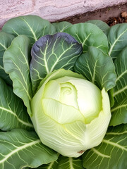 Fototapeta premium Annual Bastard Cabbage (Rapistrum rugosum)