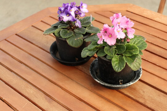 木製テーブルに置かれた鉢植えの花