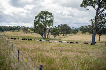 wagyu angus cows Mixed Herd of Healthy Beef Cattle Grazing on Lush Green Pasture. Regenerative...