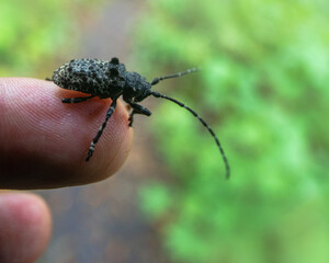 Capricorn beetle (Cerambyx sp.) female in a broad-leaved oak forests in Sikhote Alin mountains. East Siberia