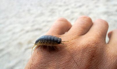 Slater Ligia cinerascens. Crustaceans Arthropod wood lice (Oniscidae) live in abundance on the coastal rocks and supralittoral zone. Sea of Japan. Siberian coast. Russian Far East