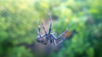 A tangle-web spider (Theridiidae) on a web in a broad-leaved oak forests in Sikhote Alin mountains....