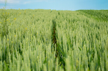 Golden wheat plants thrive in expansive fields under a bright blue sky, signaling a fruitful harvest season