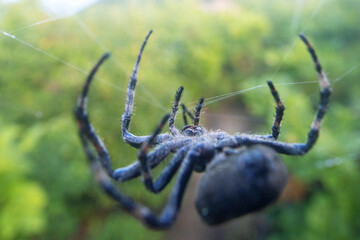 A tangle-web spider (Theridiidae) on a web in a broad-leaved oak forests in Sikhote Alin mountains. East Siberia