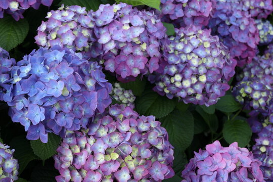 紫陽花の花