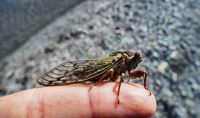 Mountain cicada (Cicadetta montana, male) (Cicadidae, Hemiptera) on slopes of seaside forest hills. Sakhalin, Far eastern population. Shrilling was venerated by ancient Greeks, but detested by Virgil