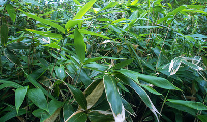 Sasa kurilensis. West Sakhalin Mountains, hill country. Glade of ilver fir-spruce taiga forest, Sea of Japan. Damp taiga meadows. Japanese herbal medicine