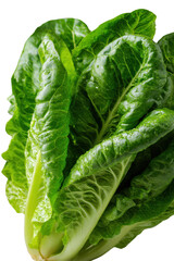 Fototapeta premium Fresh Romaine Lettuce: A vibrant, close-up shot of a fresh head of romaine lettuce, showcasing its crisp, textured leaves and rich green color, a symbol of healthy eating and culinary delight.