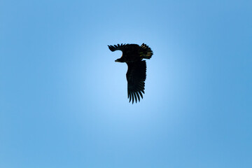 Gull attacks eagle in order to protect offspring during nesting period, protective behavior,...