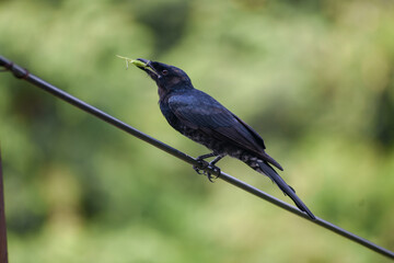 A black drongo perches on a wire, holding a green insect in its beak.