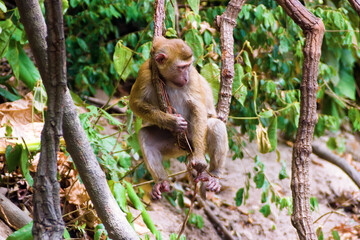 pig-tailed macaque (Macaca leonina) in Vietnam