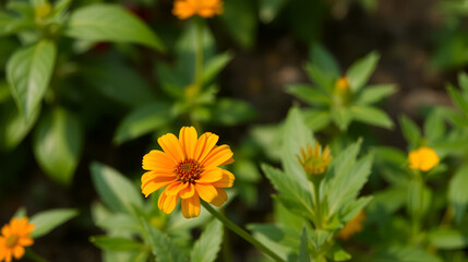 orange and yellow flower