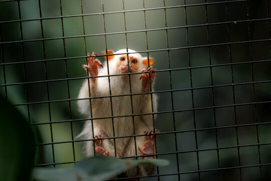 Geoffroy's marmoset (Callithrix geoffroyi) clinging to a wire fence, staring out with expressive eyes. Captive primate in a zoo or wildlife sanctuary setting, symbolizing conservation and captivity.
