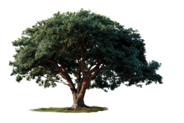 Majestic Oak Tree: A solitary, majestic oak tree stands tall against a clear sky, its branches reaching skyward in a display of strength and resilience.
