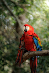A vibrant scarlet macaw perched on a tree branch, showcasing its striking red, yellow, and blue plumage in a tropical forest environment.