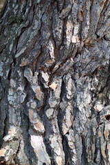 Bark of an old tree.