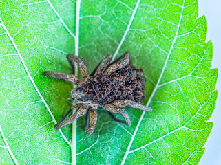 An unusual family. This female wolf spider (Pardosa sp.) carries and protects 50 of her children until they come of age, and then dies from exhaustion - parental care, procreation behaviour
