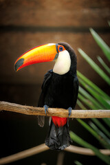 Toco toucan (Ramphastos toco) perched on a branch, showing off its iconic oversized orange beak and vibrant plumage. Native bird species from South America.