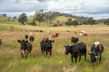 herd of cows in a field grazing on green lush pasture. Expansive Australian Farm Landscape with a dam, Trees, and Distant Grazing Livestock. Rural Agriculture and Sustainable Land Management australia