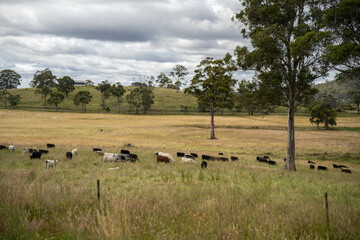 herd of cows in a field grazing on green lush pasture. Expansive Australian Farm Landscape with a dam, Trees, and Distant Grazing Livestock. Rural Agriculture and Sustainable Land Management australia