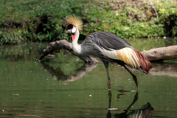 Grey crowned crane (Balearica regulorum), a large, ground-dwelling bird native to Africa, noted for its golden crown and wetland habitat preferences.