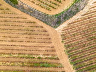 Aerial view of vineyard rows with crossing dirt paths in La Rioja, Spain, autumn tones and geometry highlighting agricultural design and seasonal textures