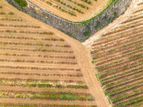 Aerial view of vineyard rows with crossing dirt paths in La Rioja, Spain, autumn tones and geometry highlighting agricultural design and seasonal textures
