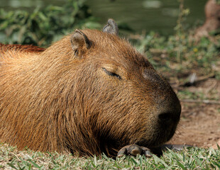 Close-up of a capybara (Hydrochoerus hydrochaeris) peacefully sleeping on the grass in natural habitat. The world’s largest rodent enjoying a moment of rest under the sun.
