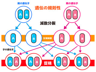 シンプルな遺伝の規則性の図解イラスト素材2