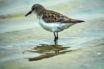 The migrating little stint (Calidris minuta, Ereunetes minutus) feeds on the sandy-shell shallow waters of the salt lake. Early spring (winter) plumage