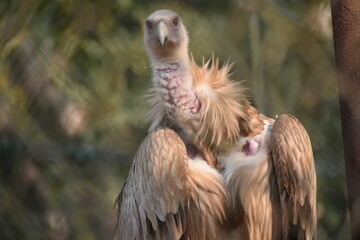 A vulture perches, displaying its powerful beak and ruffled feathers.