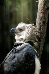 Close-up portrait of a Harpy Eagle (Harpia harpyja) with its head turned almost 180 degrees,...