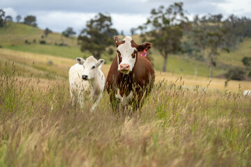 wagyu angus cows Mixed Herd of Healthy Beef Cattle Grazing on Lush Green Pasture. Regenerative...