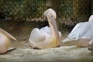 A white pelican with a long beak rests on a rock.